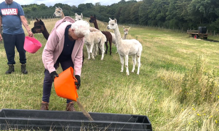 Pathways Care Farm image for case study